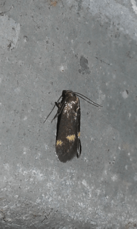 Borkhausenia minutella (Oecophoridae)?  S